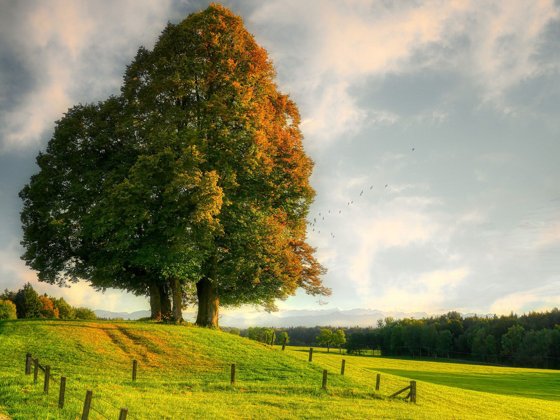 A strong mighty oak tree standing tall and firm signifying the Acorn Faith within all of us
